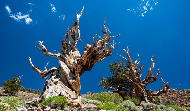 Фото - Какое дерево является самым старым на нашей планете?