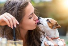 Фото - Чем опасны «слюнявые поцелуи» собак