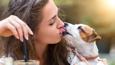 Фото - Чем опасны «слюнявые поцелуи» собак