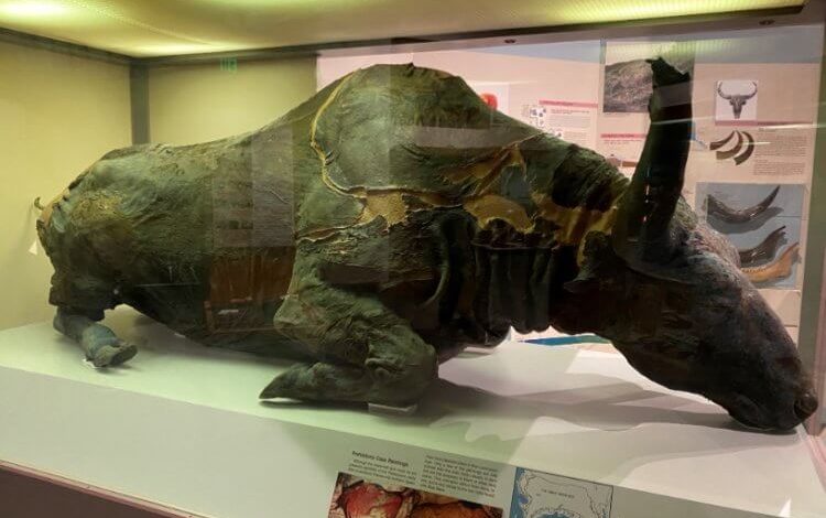 Фото - Как и зачем ученые приготовили рагу из мумии древнего бизона