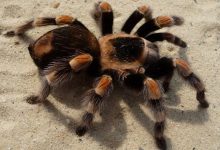 Фото - Насколько опасны пауки-птицееды и зачем им нужны волосы на теле