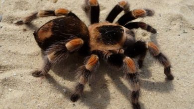 Фото - Насколько опасны пауки-птицееды и зачем им нужны волосы на теле