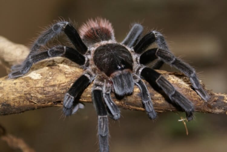 Насколько опасны пауки-птицееды и зачем им нужны волосы на теле