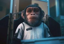 Фото - Китай хочет отправить обезьян в космос для проведения экспериментов