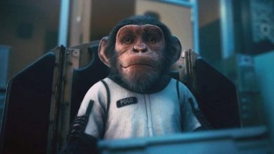 Фото - Китай хочет отправить обезьян в космос для проведения экспериментов
